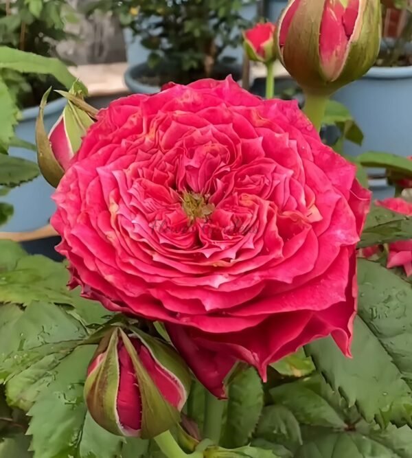 Magic Vuvuzela Rose丨Flower Gardens