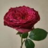 Magic Vuvuzela Rose for sale丨Flower Gardens