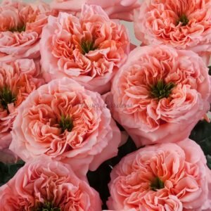 Mandarin X-pression Rose plant丨Flower Gardens