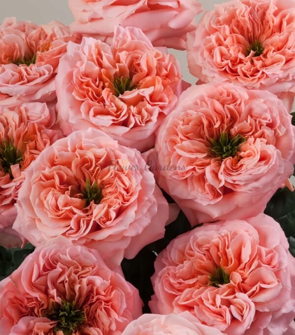 Mandarin X-pression Rose plant丨Flower Gardens