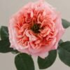 Mandarin X-pression Rose for sale丨Flower Gardens