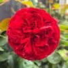 Matador Rose for sale丨Flower Gardens