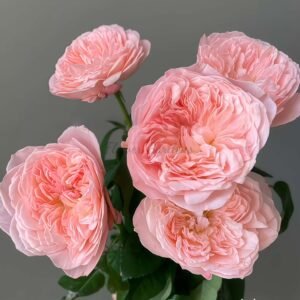 Mayfield! Rose plant丨Flower Gardens