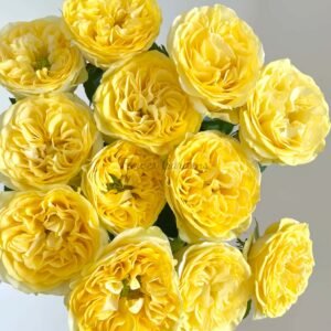 Medina Rose丨Flower Gardens