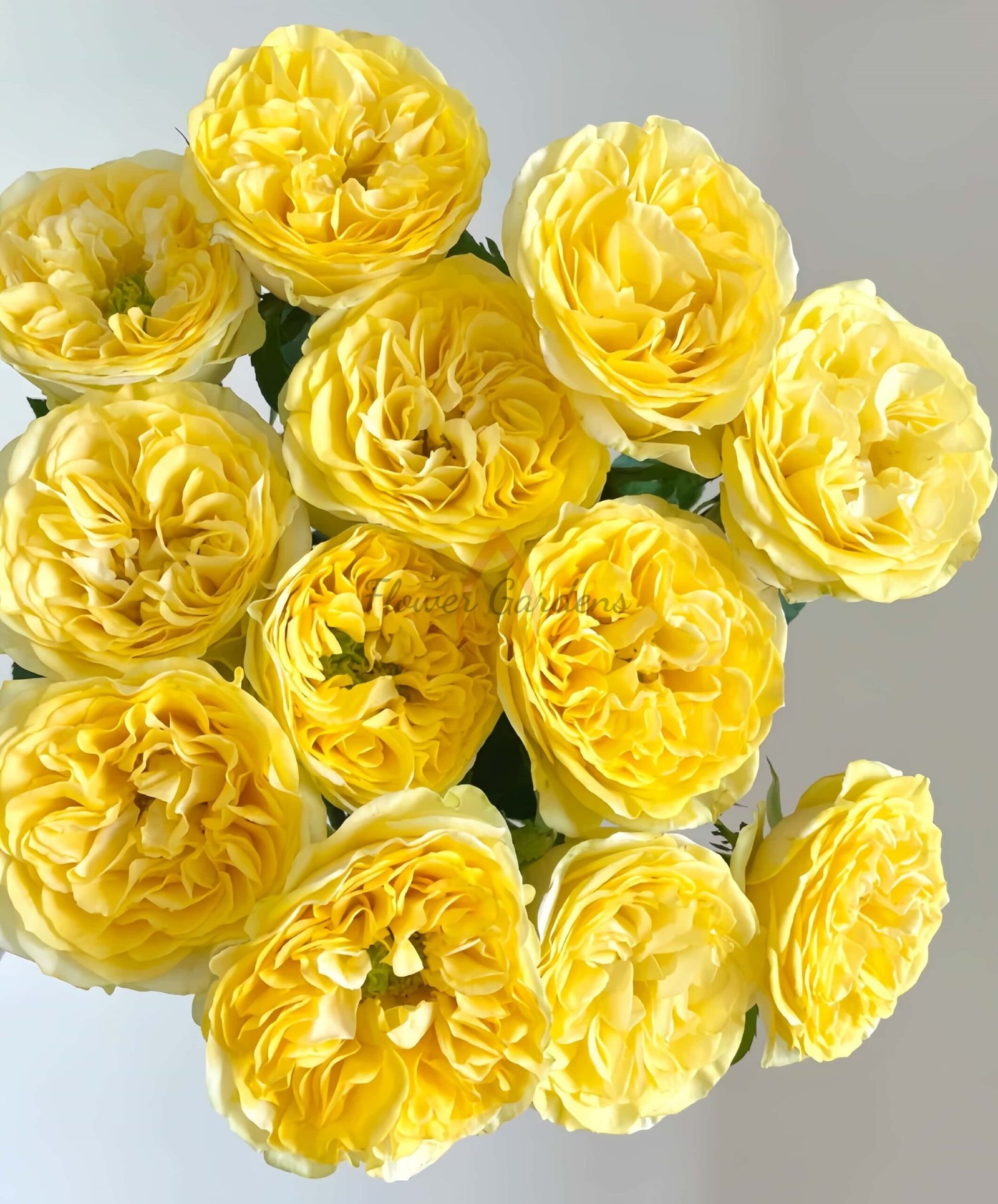 Medina Rose丨Flower Gardens