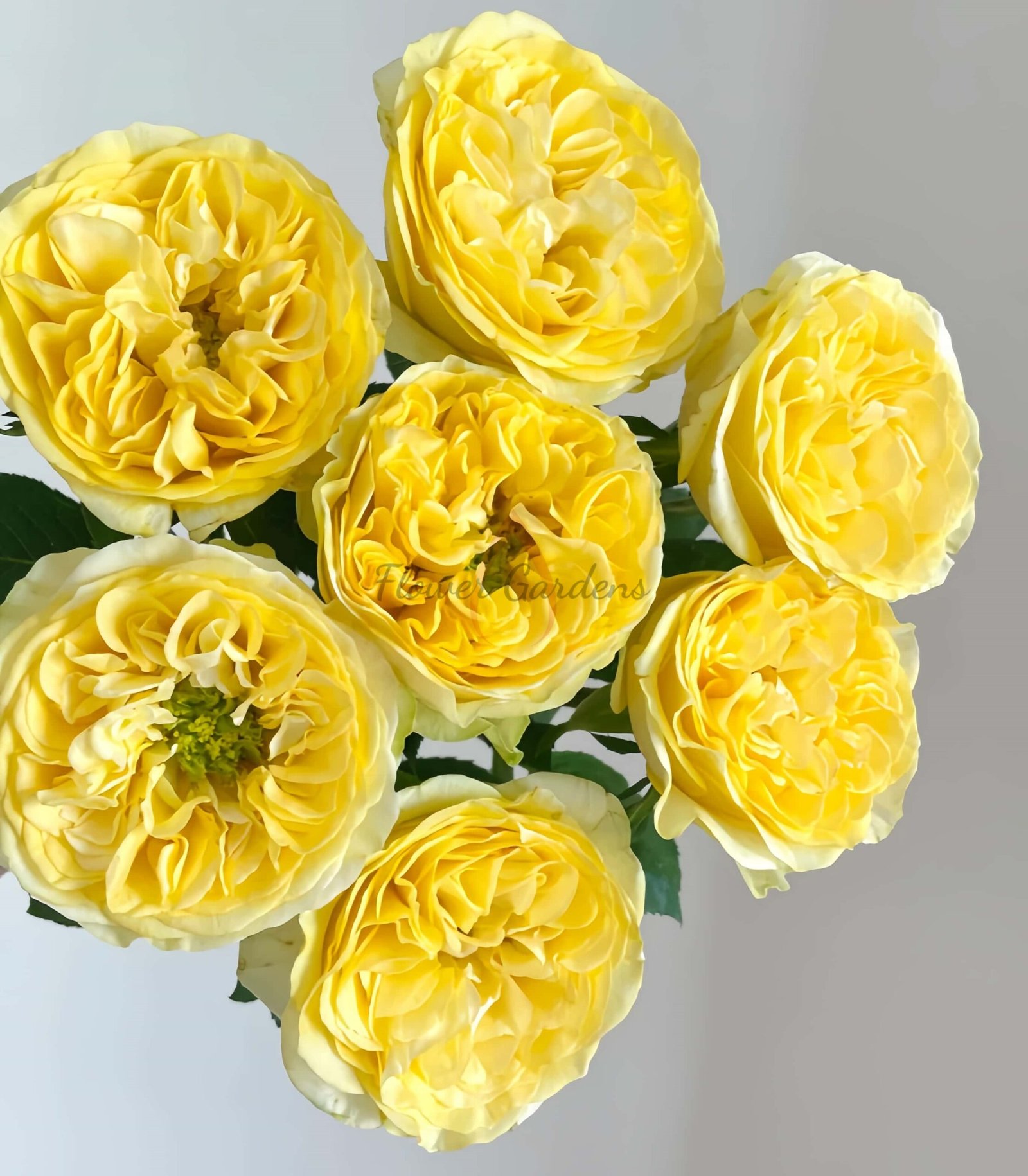 Medina Rose for sale丨Flower Gardens