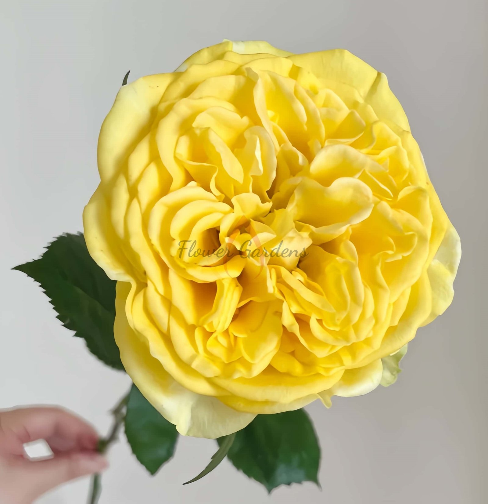 Medina Rose丨Flower Gardens