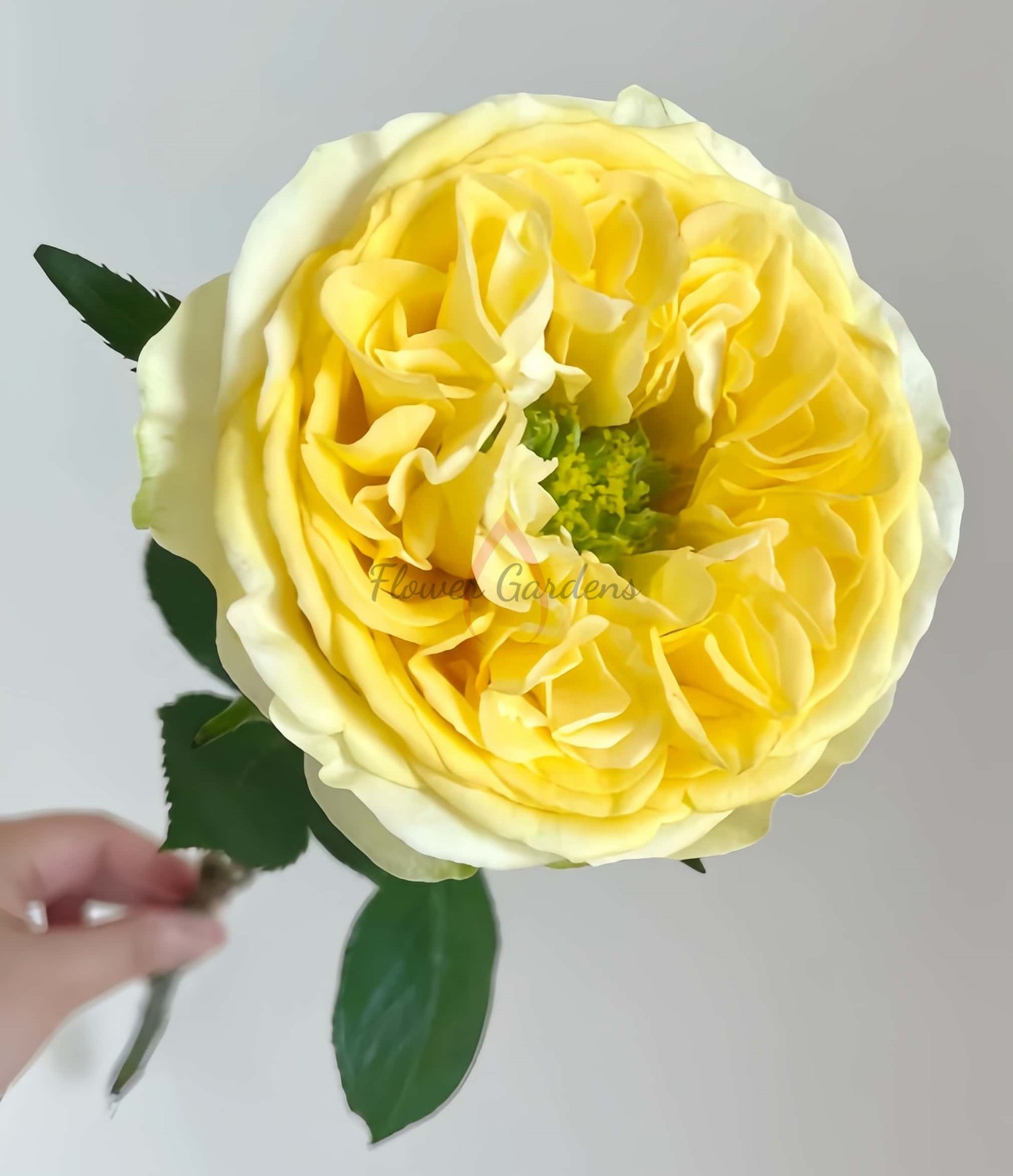 Medina Rose for sale丨Flower Gardens