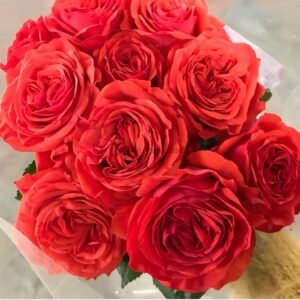 Megastar Rose plant丨Flower Gardens