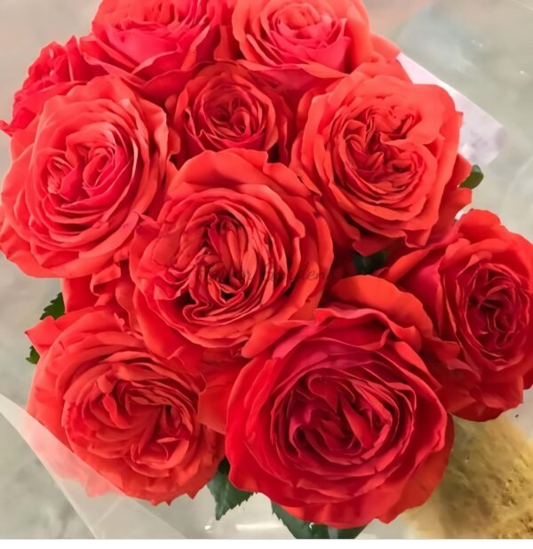 Megastar Rose plant丨Flower Gardens