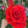 Megastar Rose for sale丨Flower Gardens