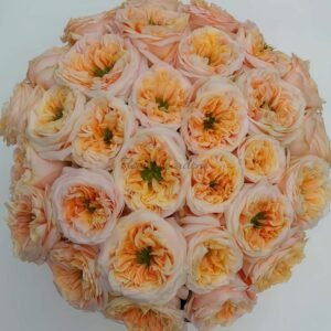 Melon X-Pression Rose丨Flower Gardens