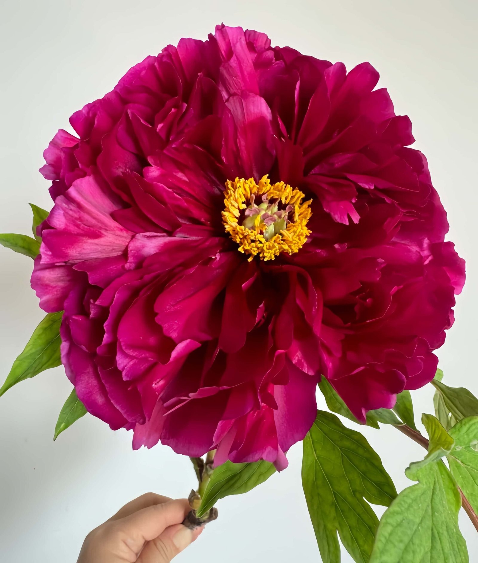 Mo run jue lun Peony for sale丨Flower Gardens
