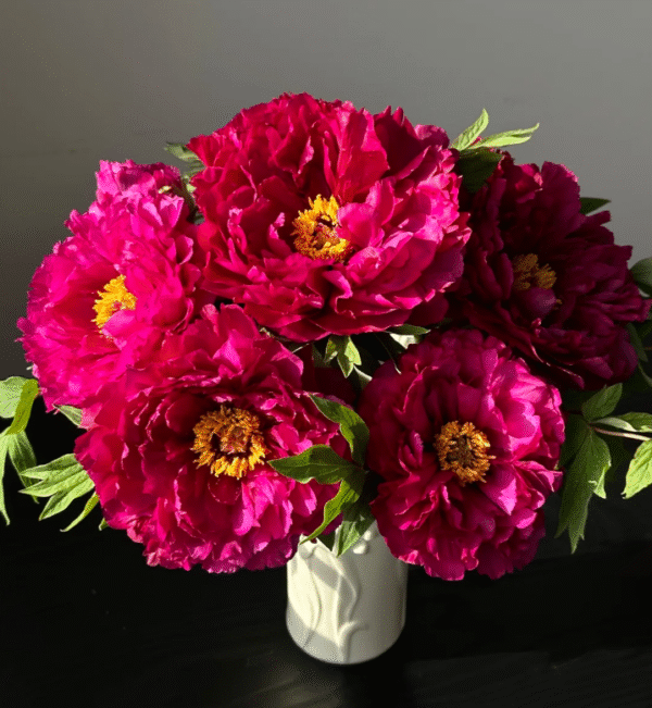 Mo run jue lun Peony plant 丨Flower Gardens