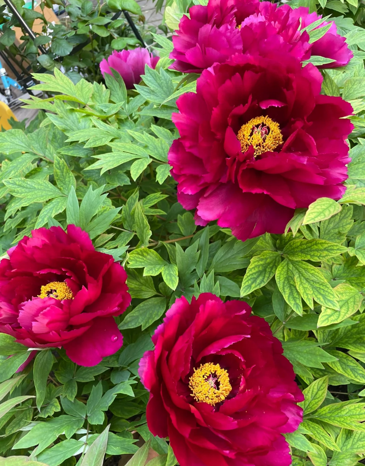 Exceptional Ebony Peony丨Flower Gardens