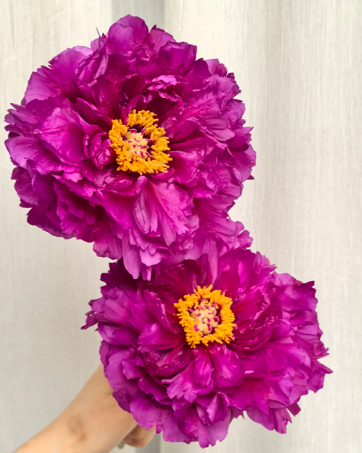 Mo run jue lun Peony丨Flower Gardens