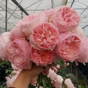Mystic Garden Rose for sale丨Flower Gardens