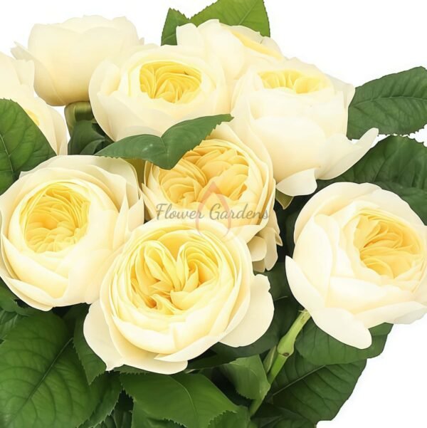 Nona! Rose for sale丨Flower Gardens