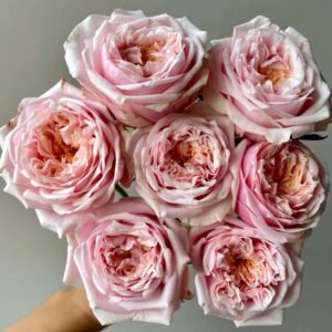 Notting Hill Rose for sale丨Flower Gardens