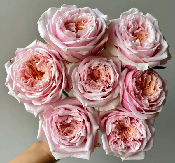 Notting Hill Rose for sale丨Flower Gardens