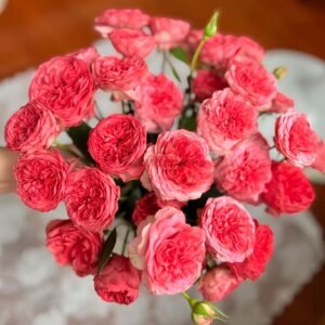 Optimistic Rose丨Flower Gardens