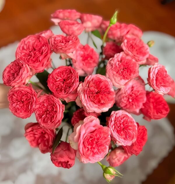 Optimistic Rose丨Flower Gardens