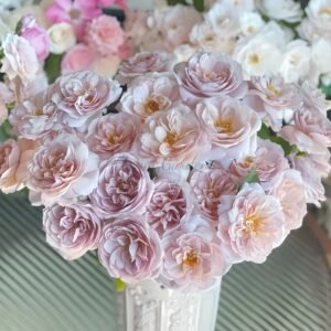 Panier Rose for sale丨Flower Gardens