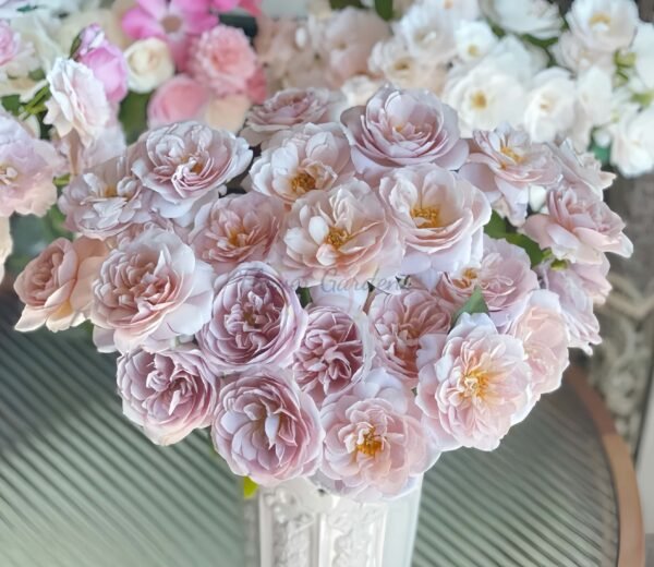 Panier Rose for sale丨Flower Gardens