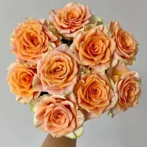 Peach X Pression Rose丨Flower Gardens