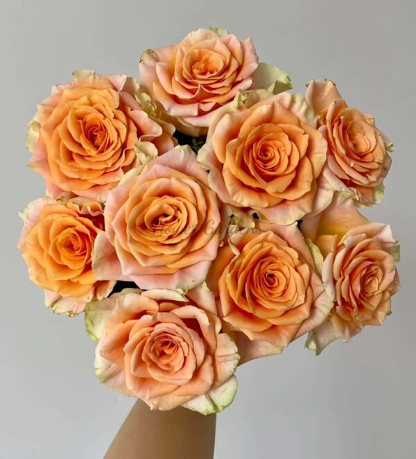 Peach X Pression Rose丨Flower Gardens