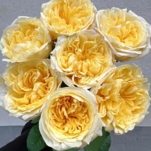 Pear Drift Rose丨Flower Gardens