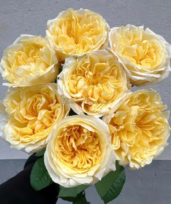 Pear Drift Rose丨Flower Gardens