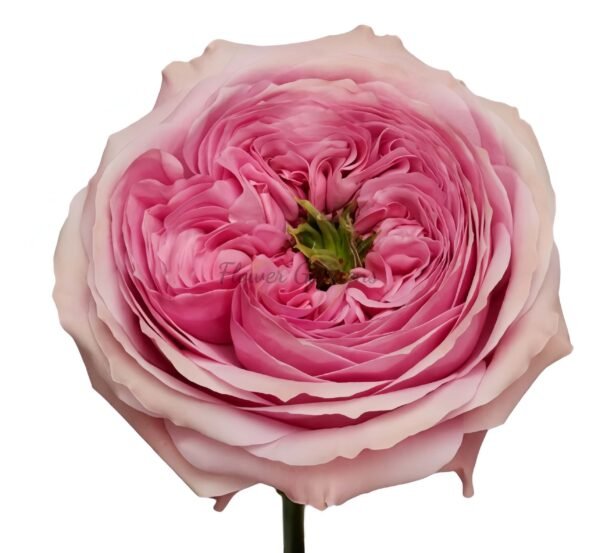 Peonikiss Rose for sale丨Flower Gardens