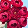 Peony Red 5 Peony Red Rose plant丨Flower Gardens