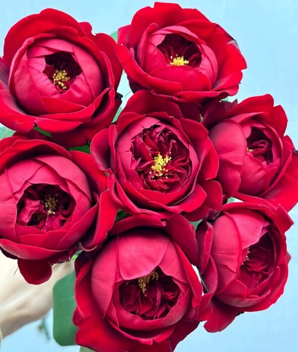 Peony Red Rose plant丨Flower Gardens