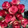 Raspberry lce Rose丨Flower Gardens