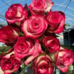 Raspberry lce Rose丨Flower Gardens