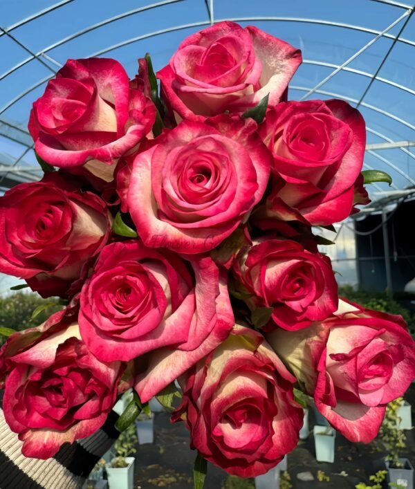 Raspberry lce Rose丨Flower Gardens