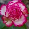 Raspberry lce Rose for sale丨Flower Gardens