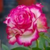 Raspberry lce Rose丨Flower Gardens