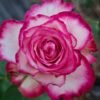 Raspberry lce Rose plant丨Flower Gardens