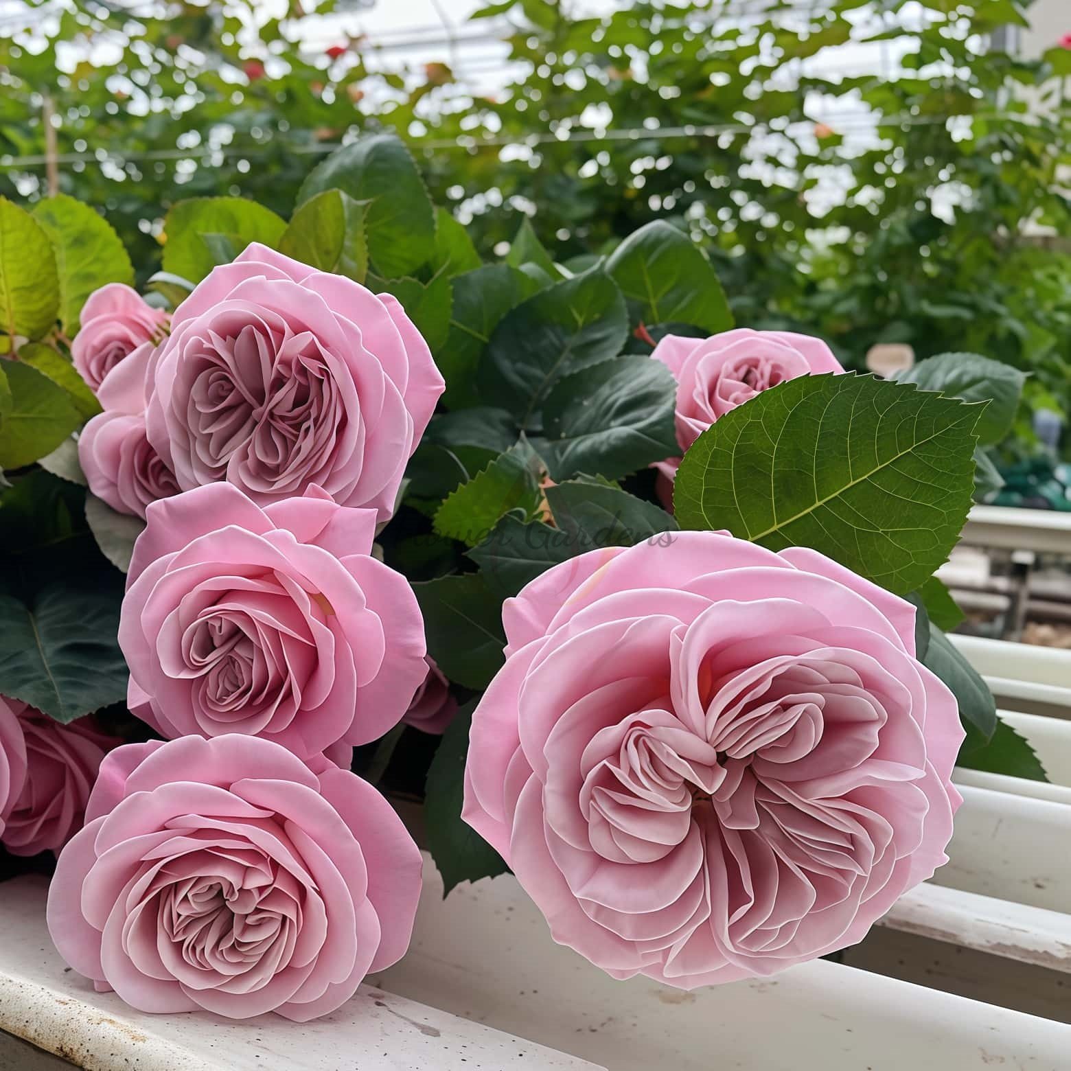 Rebellion Sweet Rose丨Flower Gardens