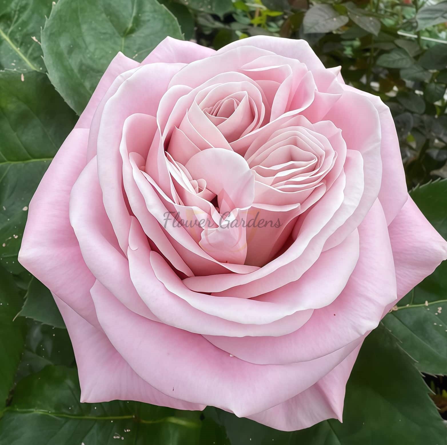 Rebellion Sweet Rose plant丨Flower Gardens