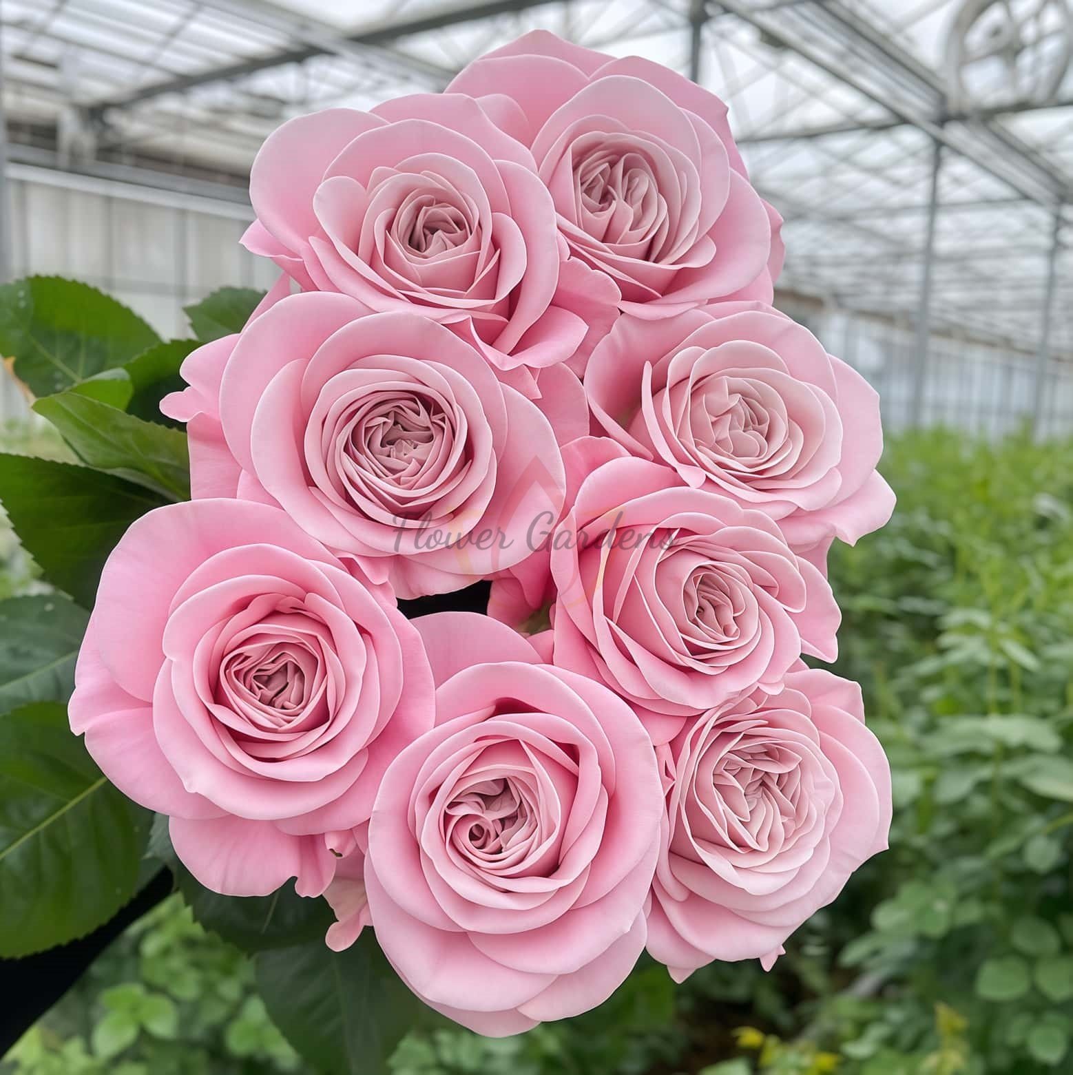 Rebellion Sweet Rose丨Flower Gardens