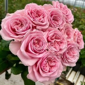 Rebellion Sweet Rose for sale丨Flower Gardens