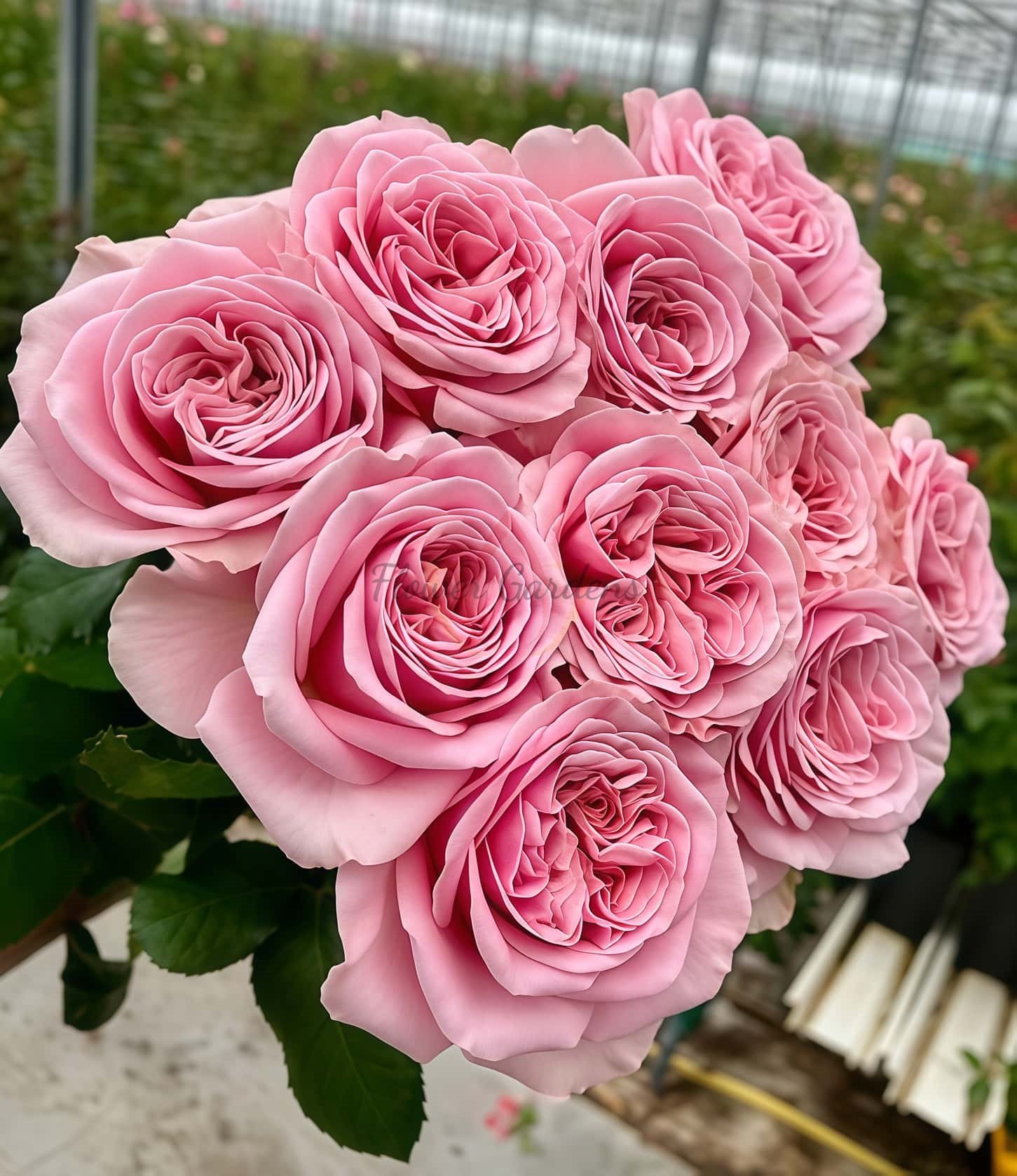 Rebellion Sweet Rose for sale丨Flower Gardens