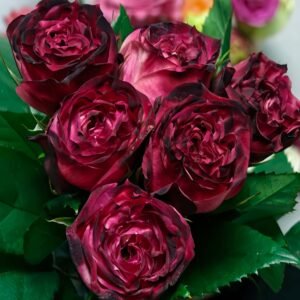 Red Jack Rose丨Flower Gardens