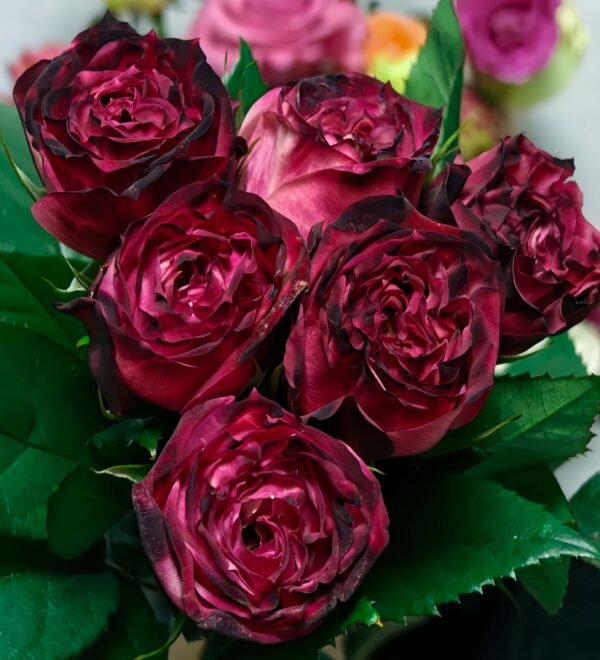 Red Jack Rose丨Flower Gardens