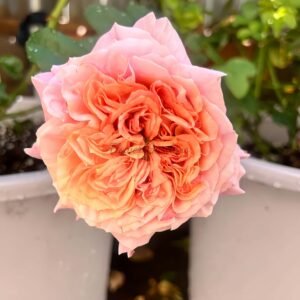 Reqent's Park Rose plant丨Flower Gardens