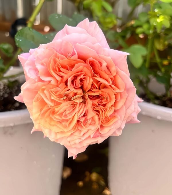 Reqent's Park Rose plant丨Flower Gardens